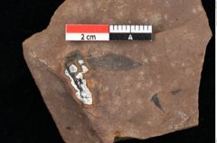 Foto (Detailansicht) von Pinus palaeostrobus Ettingshausen (NHMW-GEO-2024-0188-0201)